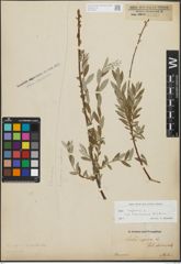 Foto von Salix repens subsp. incubacea (L.) A. Neumann